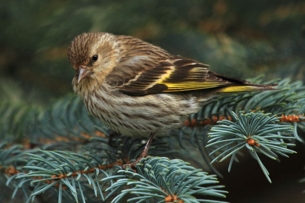 Pine Siskin. Photo by Fred Pflughoft.