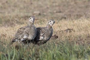 Sage Grouse. Photo by Wyoming Game & Fish.