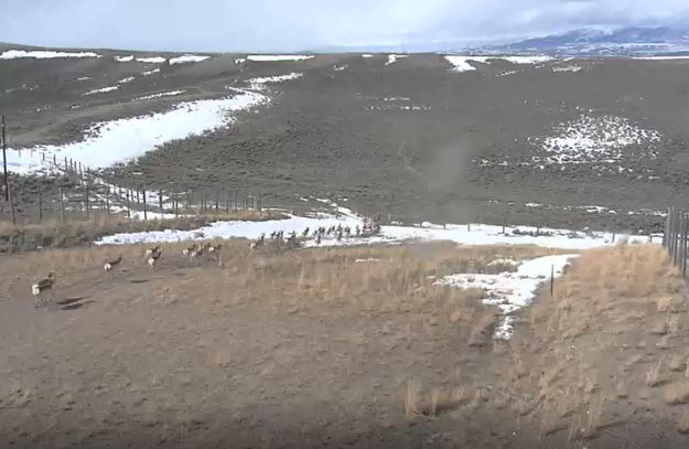 Crossing over. Photo by Trappers Point Wildlife Overpass Webcam.