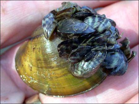 Zebra Mussel damage. Photo by .