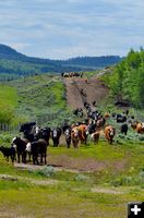 Cattle Drive. Photo by Rob Tolley.