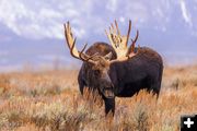 Bull Moose. Photo by Dave Bell.