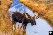 Moose. Photo by Dave Bell.