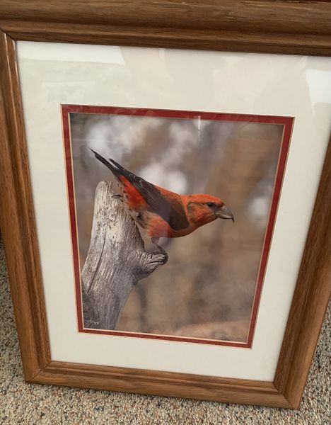 Backyard Birds. Photo by Fred Pflughoft.