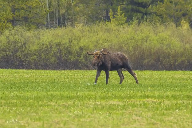 Big Fella. Photo by Dave Bell.