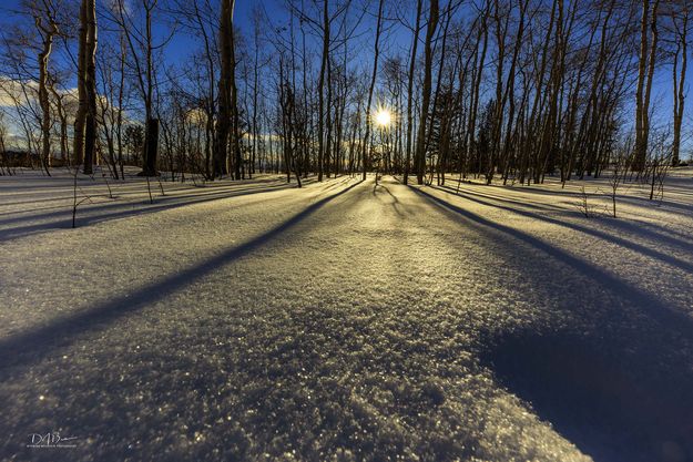 Long Shadows. Photo by Dave Bell.