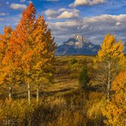 Mt. Moran Across Willow Flats. Photo by Dave Bell.