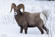 Hoback Canyon Bighorn Ram. Photo by Dave Bell.