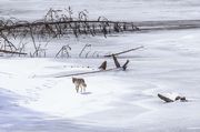 Making The Rounds. Photo by Dave Bell.