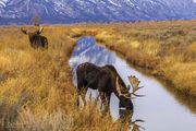 Watering Moose. Photo by Dave Bell.