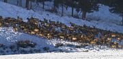 Elk On The Move. Photo by Dave Bell.