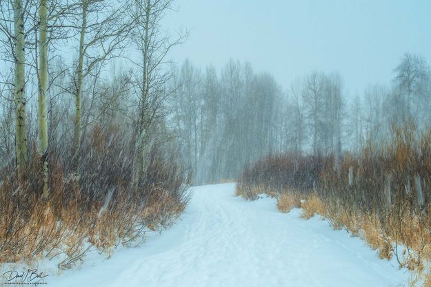 A Walk In The Snow . Photo by Dave Bell.