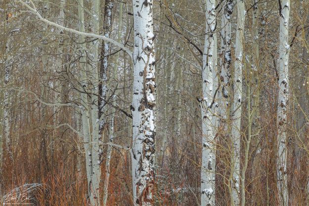 Winter Aspen. Photo by Dave Bell.