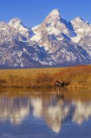 Moose In Pond. Photo by Dave Bell.