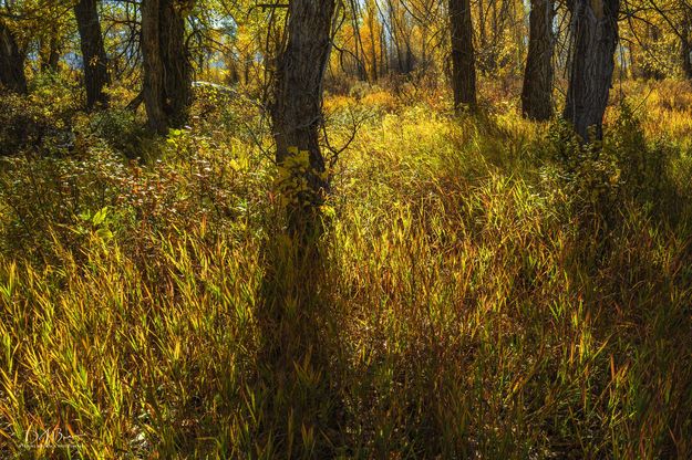 Golden. Photo by Dave Bell.