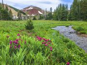 Wyoming Peak-Straight Creek-Purple Paintbrush. Photo by Dave Bell.