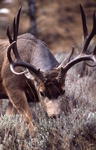 Mule deer buck. NPS photo.