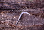 Antlers left on the ground get chewed on by rodents and small animals and do not last very long. NPS photo.