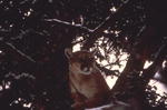 Mountain Lion in a tree. NPS photo.