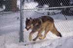 Captive wolf. NPS photo.