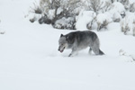 Wolf, winter picture in snow. NPS photo.