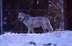 Captive wolf. NPS photo.