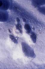 Wolf paw print in snow. NPS photo.