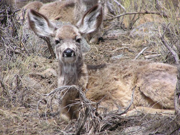 Big Ears. Photo by Pinedale Online.