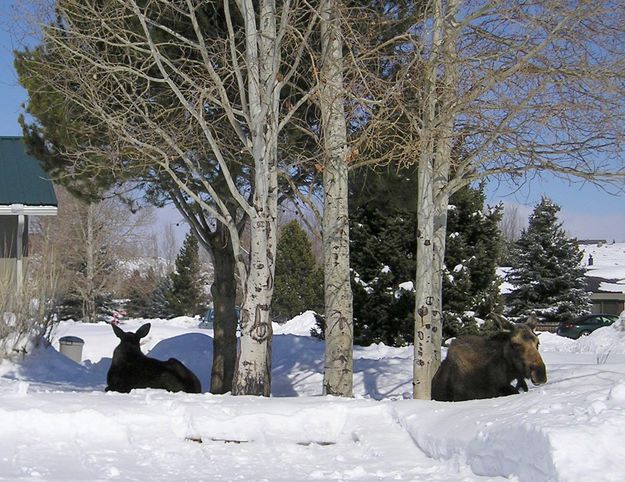 Moose out front. Photo by Pinedale Online.