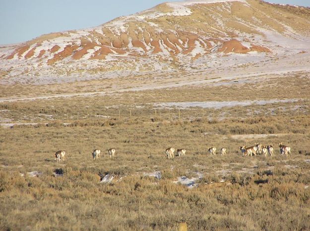 Antelope on the move. Photo by Pinedale Online.