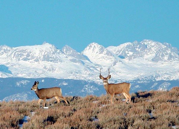 Magestic Buck. Photo by Clint Gilchrist.