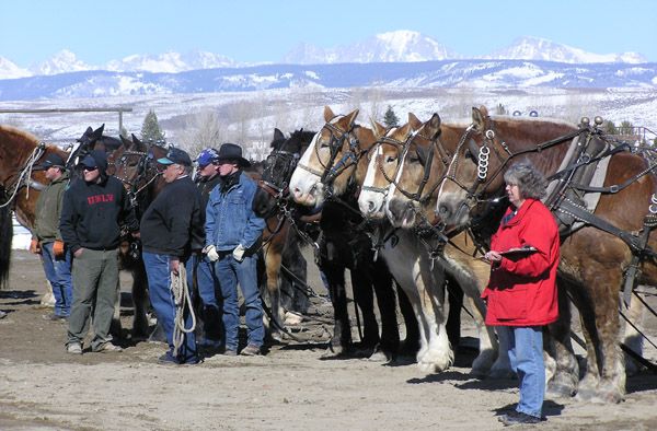 Waiting their turn. Photo by Pinedale Online.