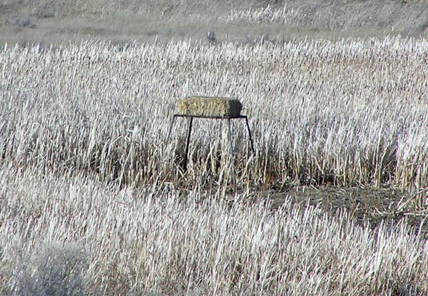 Nesting Platform. Photo by Pinedale Online.