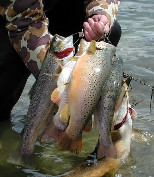 Bill's String of Fish. Photo by Pinedale Online.