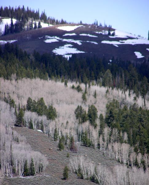 First group of elk. Photo by Pinedale Online.