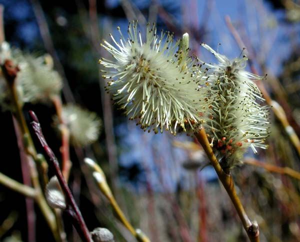 Willow buds. Photo by Pinedale Online.