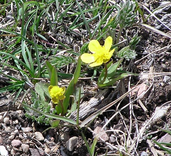 Yellow Buttercups. Photo by Pinedale Online.