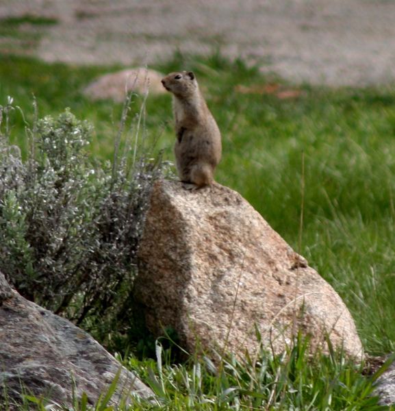 Gopher. Photo by Pinedale Online.