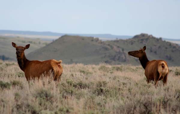 Elk in the sagebrush. Photo by Pinedale Online.