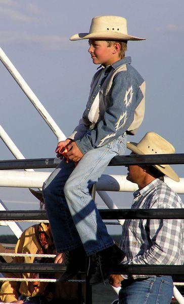 Watching from the fence. Photo by Dawn Ballou, Pinedale Online.