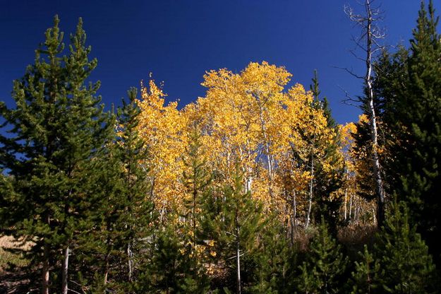 Aspen trees. Photo by Clint Gilchrist, Pinedale Online.