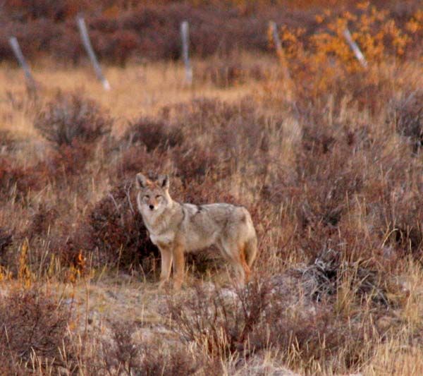 Coyote. Photo by Clint Gilchrist, Pinedale Online.