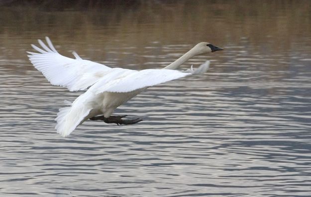 Trumpeter Swan. Photo by Mark Gocke, WGFD.