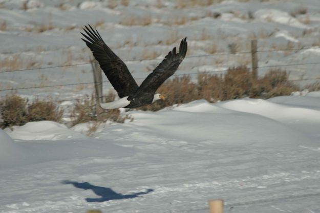 Bald eagle in flight. Photo by Dave Bell.