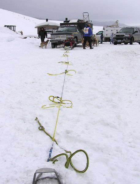 Sled team lineup. Photo by Dawn Ballou, Pinedale Online.