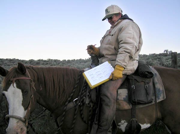 Counting Drift Cattle. Photo by Monte Skinner.