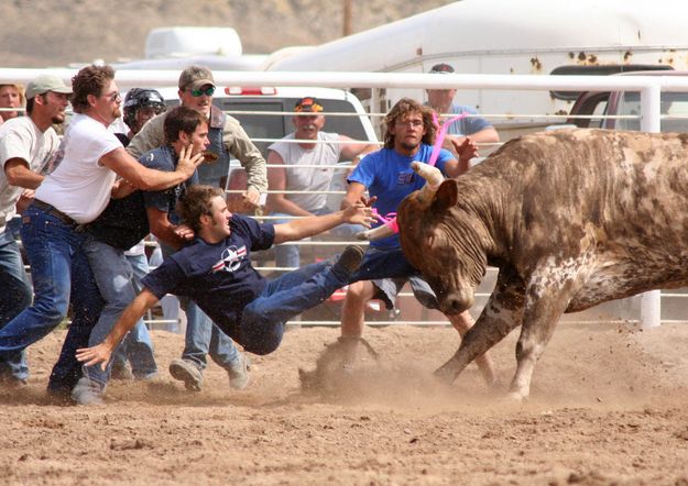 Bull Scramble. Photo by Clint Gilchrist, Pinedale Online.