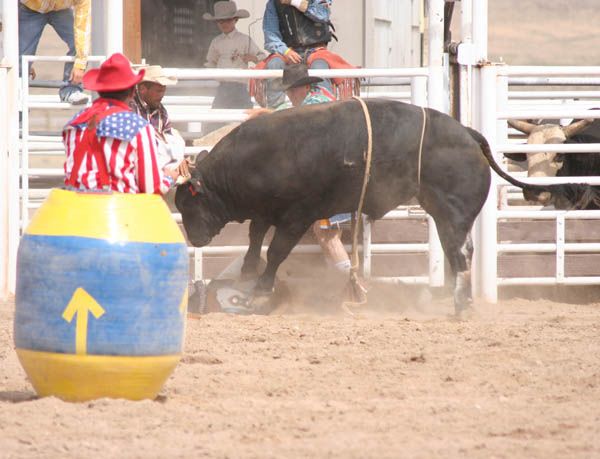 Stepped on. Photo by Clint Gilchrist, Pinedale Online.