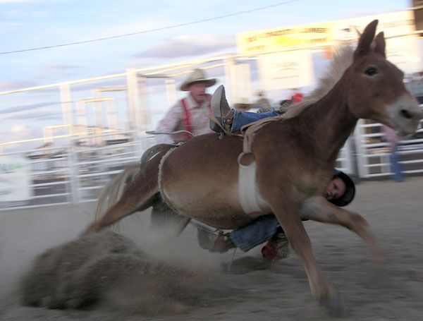 Wild Ride. Photo by Dawn Ballou, Pinedale Online.