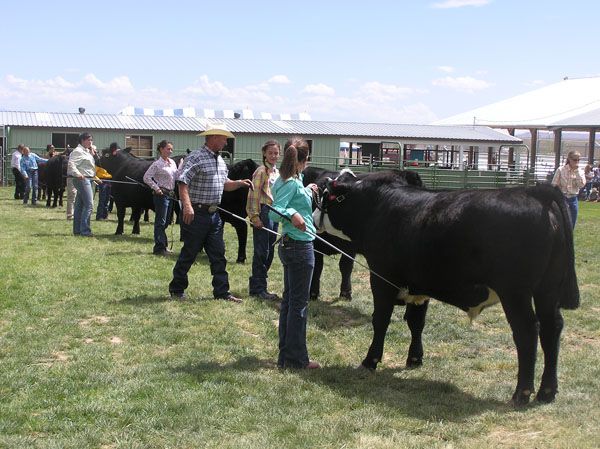 Steer Show. Photo by Dawn Ballou, Pinedale Online.